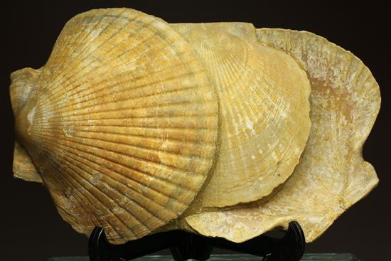 3枚連結！イタリア産ホタテ貝ペクテンの化石（Pecten Flabelifoomis）（その7）