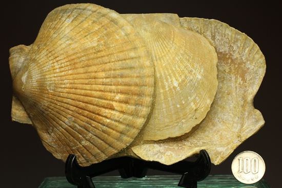 3枚連結！イタリア産ホタテ貝ペクテンの化石（Pecten Flabelifoomis）（その8）