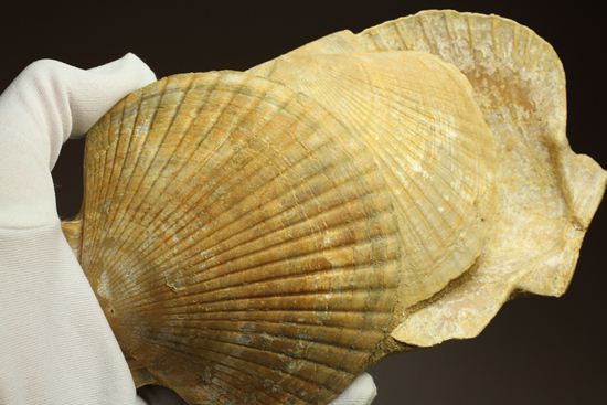 3枚連結！イタリア産ホタテ貝ペクテンの化石（Pecten Flabelifoomis）（その9）