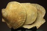 3枚連結！イタリア産ホタテ貝ペクテンの化石（Pecten Flabelifoomis）