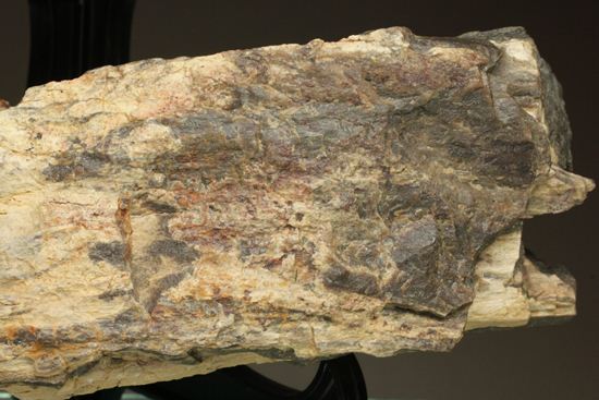 ダイナミックな木肌が感じられる、500万年前の針葉樹の珪化木（その12）