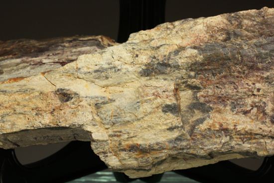 ダイナミックな木肌が感じられる、500万年前の針葉樹の珪化木（その13）