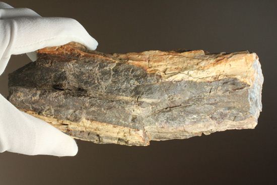 ダイナミックな木肌が感じられる、500万年前の針葉樹の珪化木（その16）