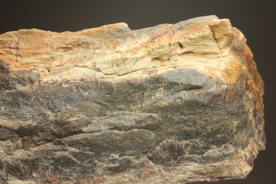 ダイナミックな木肌が感じられる、500万年前の針葉樹の珪化木（その17）