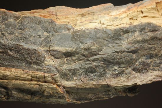 ダイナミックな木肌が感じられる、500万年前の針葉樹の珪化木（その18）