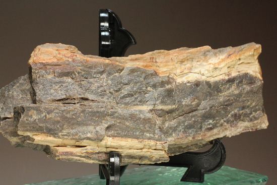 ダイナミックな木肌が感じられる、500万年前の針葉樹の珪化木（その2）