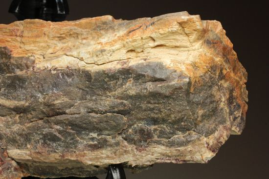 ダイナミックな木肌が感じられる、500万年前の針葉樹の珪化木（その4）