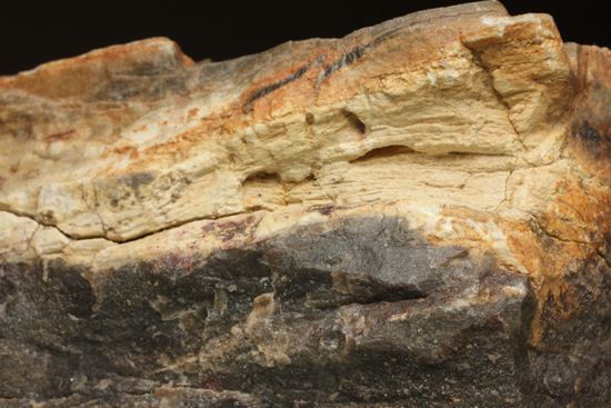 ダイナミックな木肌が感じられる、500万年前の針葉樹の珪化木（その5）