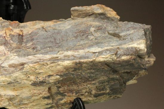 ダイナミックな木肌が感じられる、500万年前の針葉樹の珪化木（その8）