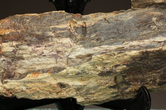 ダイナミックな木肌が感じられる、500万年前の針葉樹の珪化木（その9）