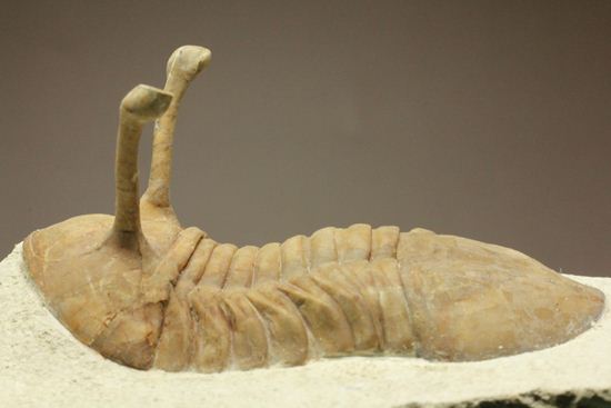 これぞ!アサフス・コワレフスキー(Asaphus kowalewski)(その1)