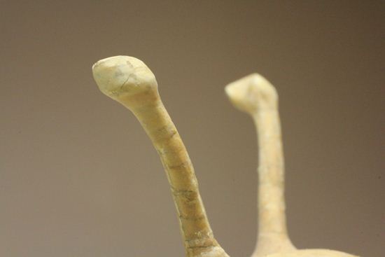 これぞ!アサフス・コワレフスキー(Asaphus kowalewski)(その11)