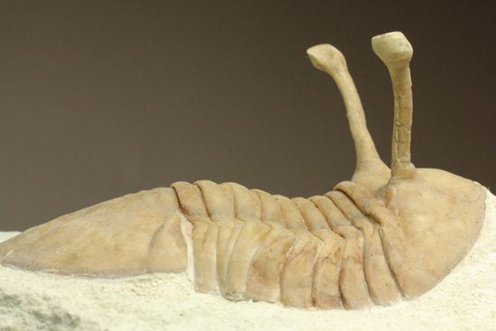 これぞ!アサフス・コワレフスキー(Asaphus kowalewski)(その12)