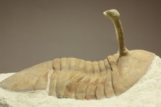 これぞ!アサフス・コワレフスキー(Asaphus kowalewski)(その13)