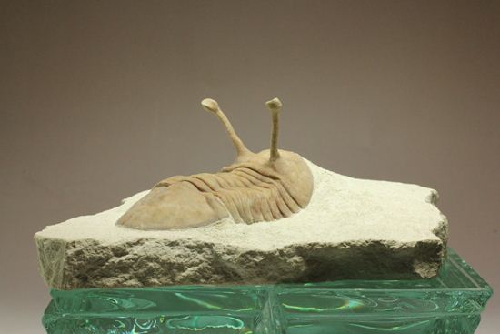 これぞ!アサフス・コワレフスキー(Asaphus kowalewski)(その14)