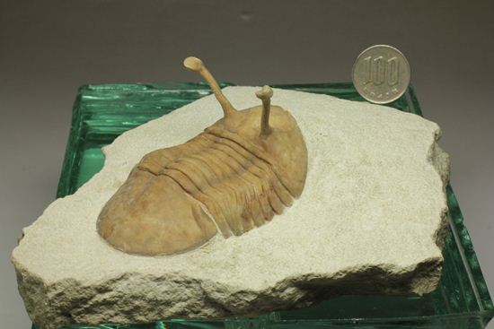 これぞ!アサフス・コワレフスキー(Asaphus kowalewski)(その15)