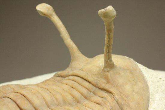 これぞ!アサフス・コワレフスキー(Asaphus kowalewski)(その16)