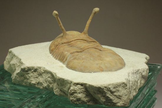 これぞ!アサフス・コワレフスキー(Asaphus kowalewski)(その2)