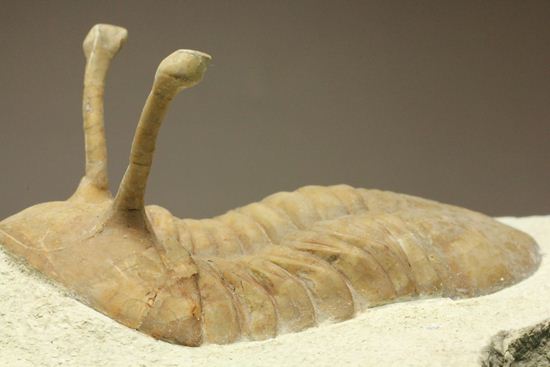 これぞ!アサフス・コワレフスキー(Asaphus kowalewski)(その4)