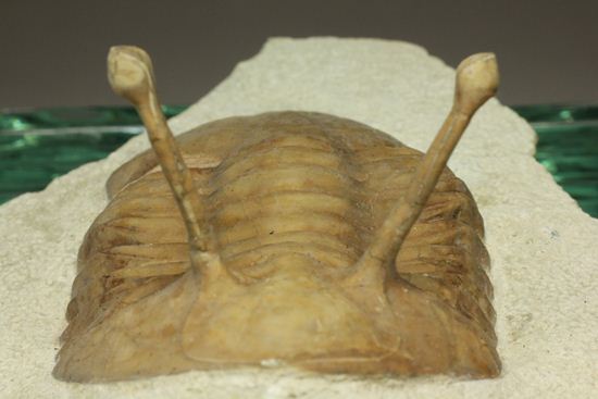 これぞ!アサフス・コワレフスキー(Asaphus kowalewski)(その6)