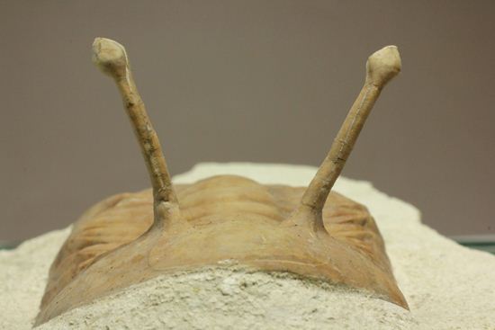 これぞ!アサフス・コワレフスキー(Asaphus kowalewski)(その7)