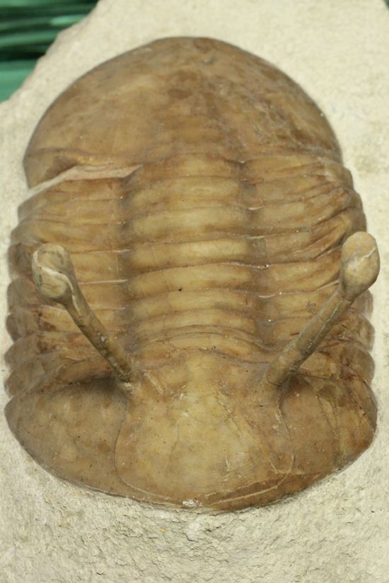 これぞ!アサフス・コワレフスキー(Asaphus kowalewski)(その8)