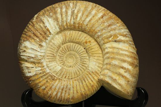 マダガスカル産アンモナイトペリスフィンクティス(Perisphinctes sp.)（その1）