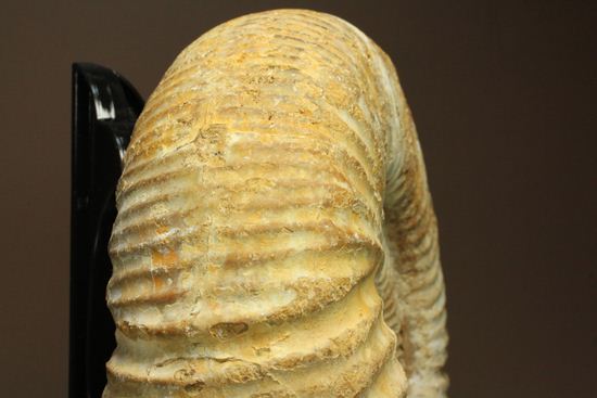 マダガスカル産アンモナイトペリスフィンクティス(Perisphinctes sp.)（その12）