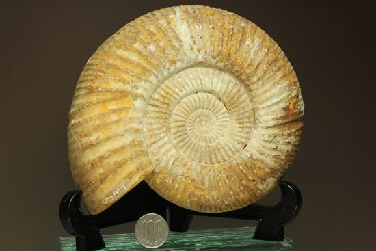 マダガスカル産アンモナイトペリスフィンクティス(Perisphinctes sp.)（その15）