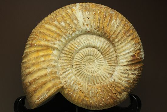 マダガスカル産アンモナイトペリスフィンクティス(Perisphinctes sp.)（その9）