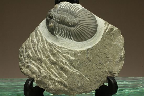 尾板が非常に美しいスクテラム(Scabriscutellum furciferum)(その1)