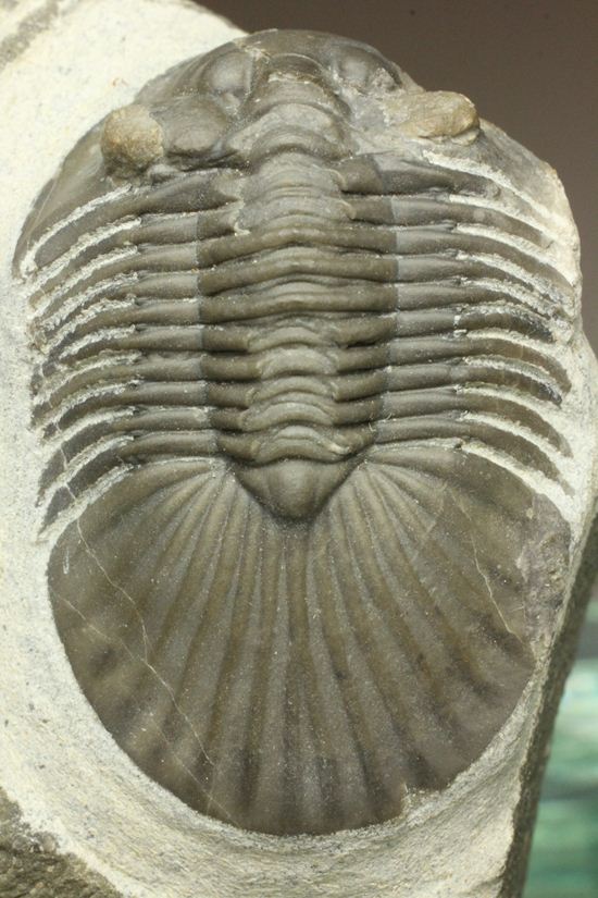 尾板が非常に美しいスクテラム(Scabriscutellum furciferum)(その11)