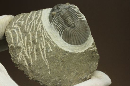 尾板が非常に美しいスクテラム(Scabriscutellum furciferum)(その12)