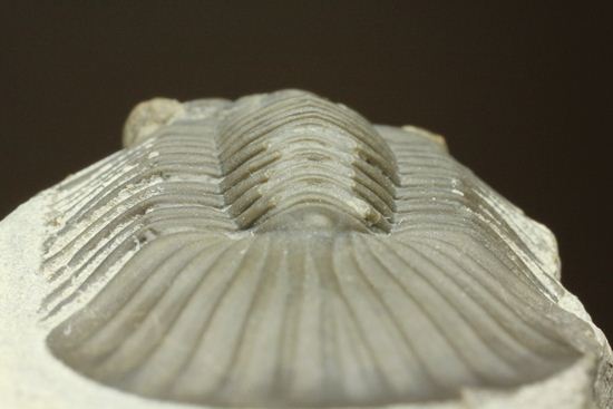 尾板が非常に美しいスクテラム(Scabriscutellum furciferum)(その13)