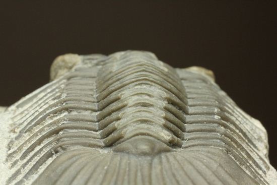尾板が非常に美しいスクテラム(Scabriscutellum furciferum)(その14)
