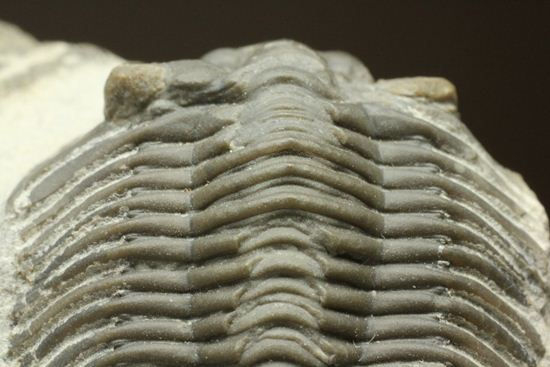 尾板が非常に美しいスクテラム(Scabriscutellum furciferum)(その16)