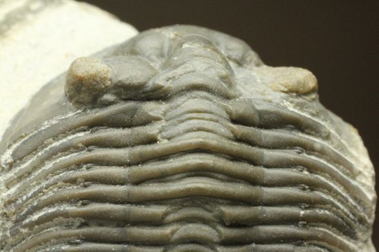 尾板が非常に美しいスクテラム(Scabriscutellum furciferum)(その17)