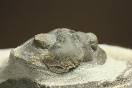 尾板が非常に美しいスクテラム(Scabriscutellum furciferum)(その18)