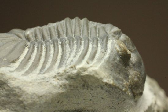 尾板が非常に美しいスクテラム(Scabriscutellum furciferum)(その19)