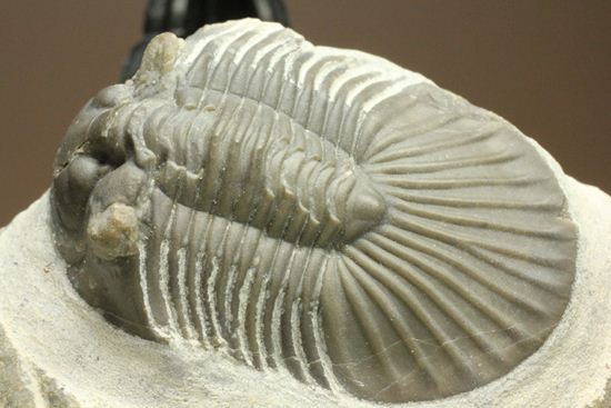 尾板が非常に美しいスクテラム(Scabriscutellum furciferum)(その2)