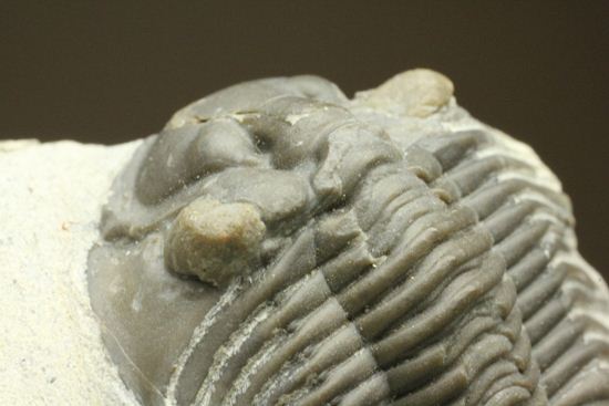 尾板が非常に美しいスクテラム(Scabriscutellum furciferum)(その20)