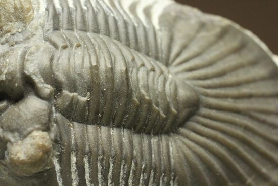尾板が非常に美しいスクテラム(Scabriscutellum furciferum)(その4)