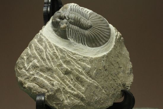尾板が非常に美しいスクテラム(Scabriscutellum furciferum)(その5)