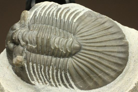 尾板が非常に美しいスクテラム(Scabriscutellum furciferum)(その6)