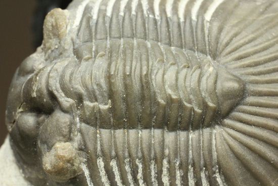 尾板が非常に美しいスクテラム(Scabriscutellum furciferum)(その7)