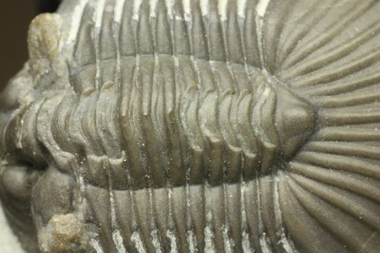 尾板が非常に美しいスクテラム(Scabriscutellum furciferum)(その8)