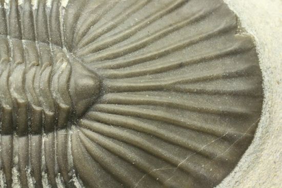 尾板が非常に美しいスクテラム(Scabriscutellum furciferum)(その9)