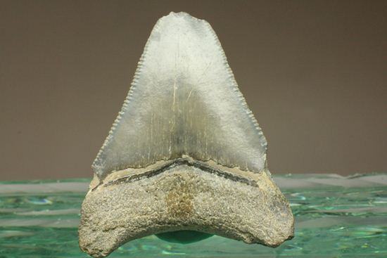 レア!青い弾丸イスルスの歯化石(その10)
