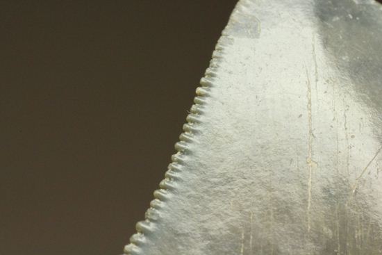 レア！青い弾丸イスルスの歯化石（その12）