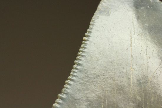 レア!青い弾丸イスルスの歯化石(その12)